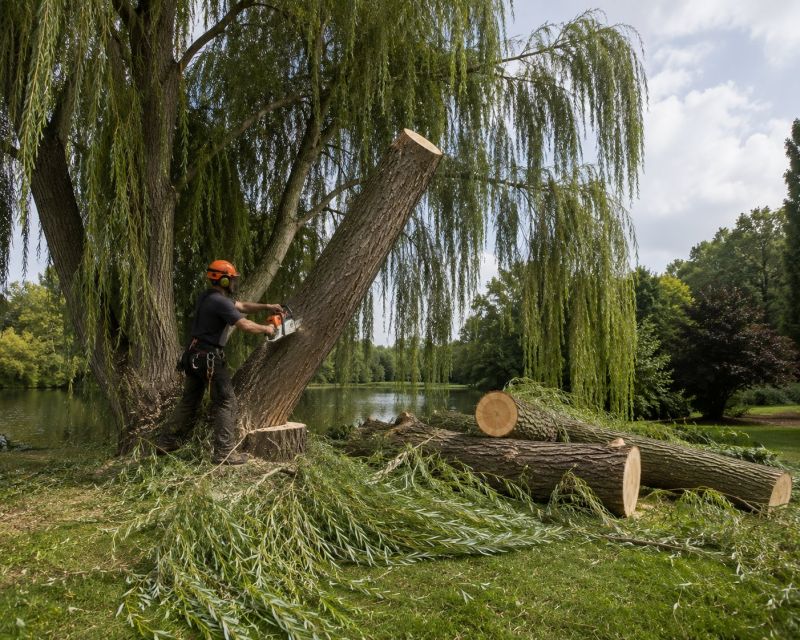Apple Tree Removal in Aiken, SC