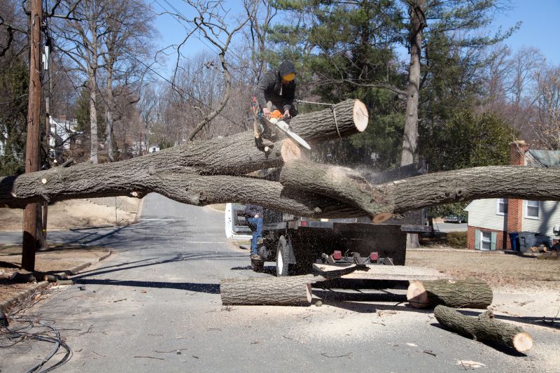 Elm Tree Removal in Reno, NV