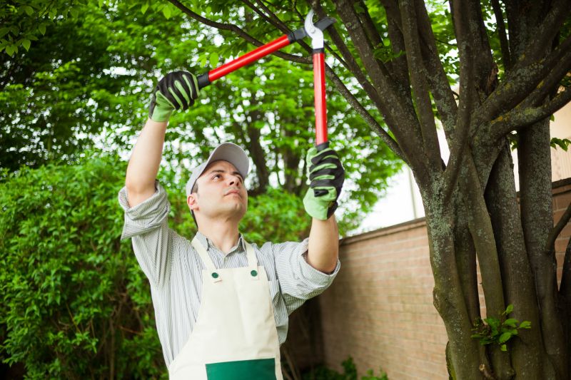 Local Mimosa Tree Removal pros at work