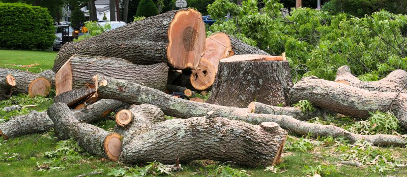 Tree Removal Service in Allentown, PA