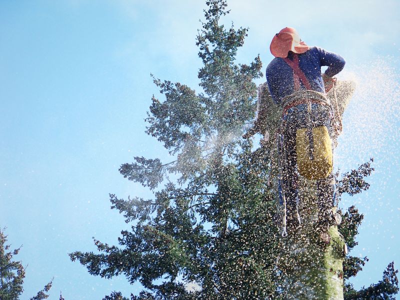 Apple Tree Removal in Duluth, MN