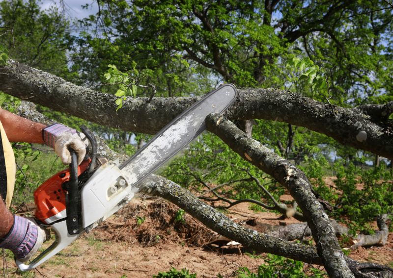 Birch Tree Removal in Aiken, SC