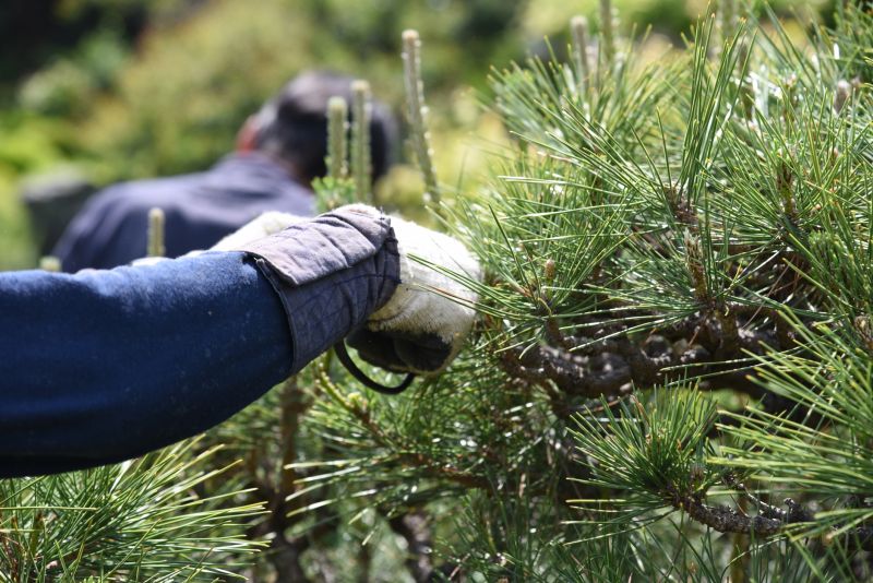 Branches Pruning in Reno, NV