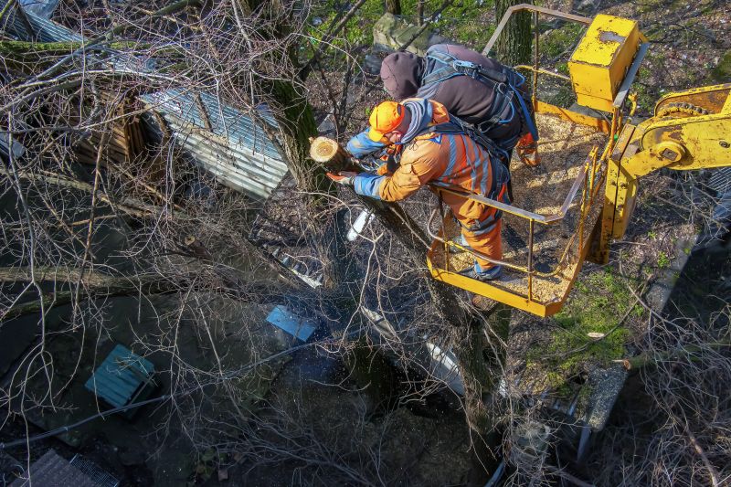Mimosa Tree Removal
