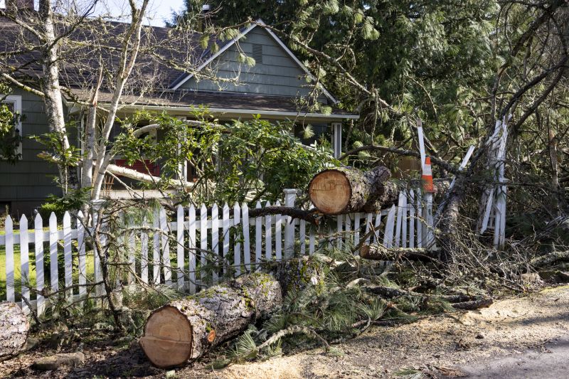 Dogwood Tree Removal in Duluth, MN