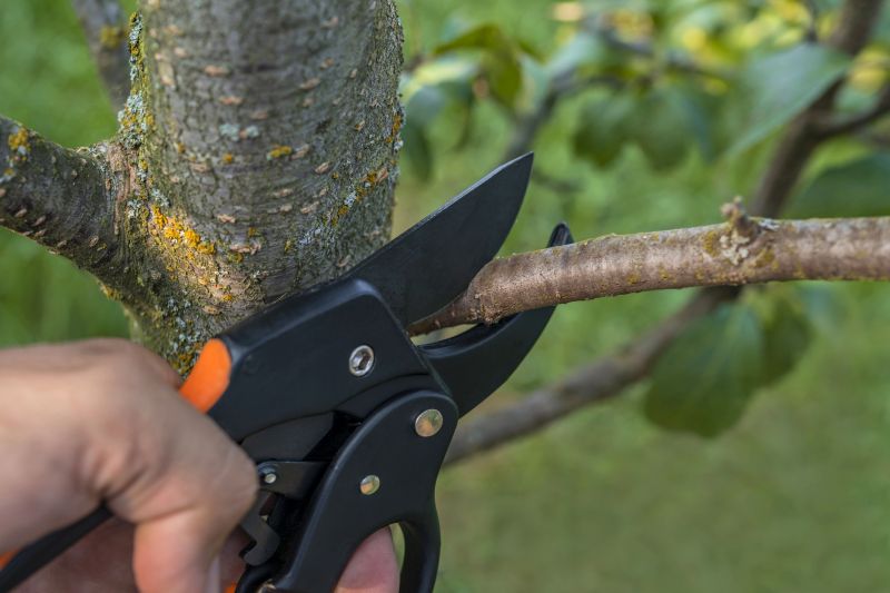 Elm Tree Removal in Bucks County, PA