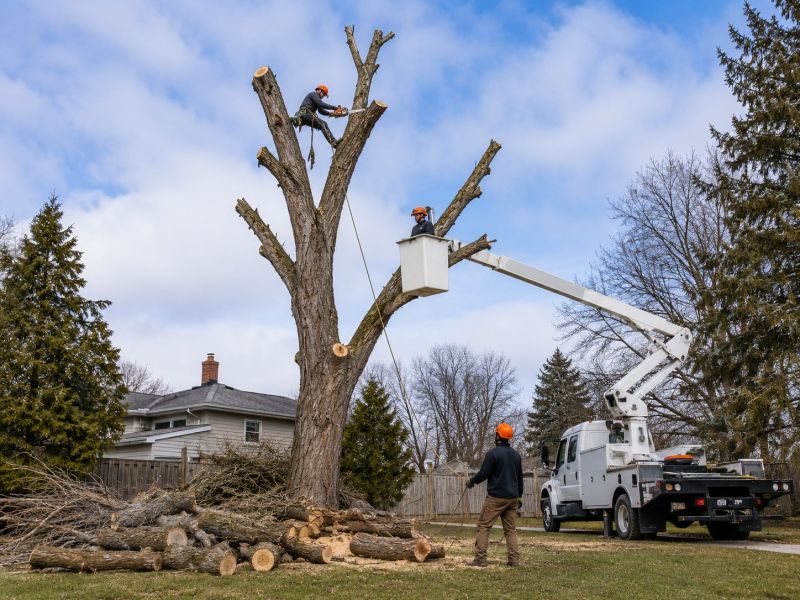 Elm Tree Removal in Duluth, MN