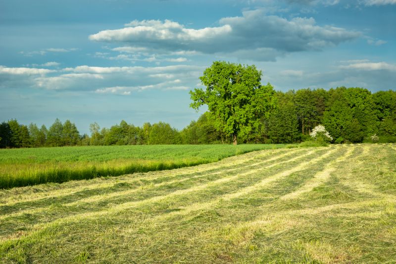 Farm Clearing in Gwinnett County, GA