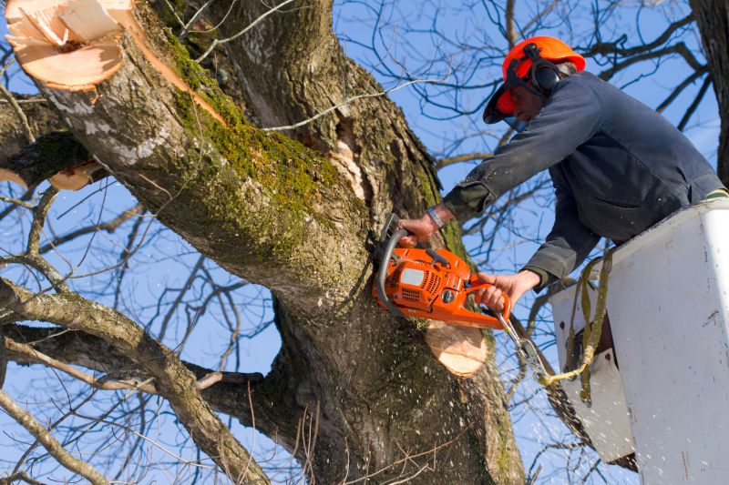 Tree Removal Process