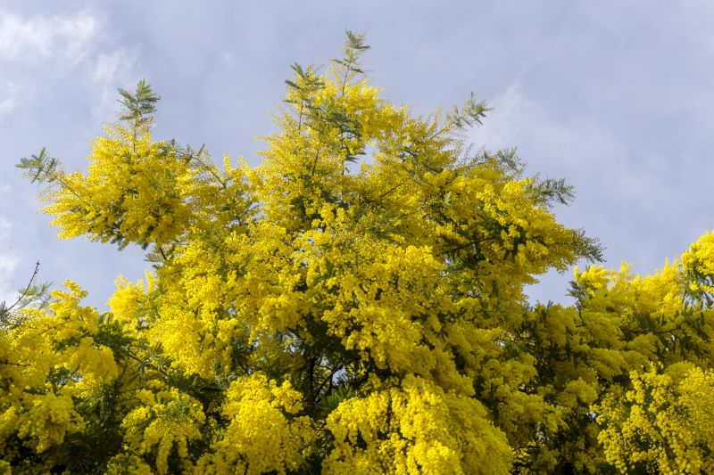 Mimosa Tree in Bloom