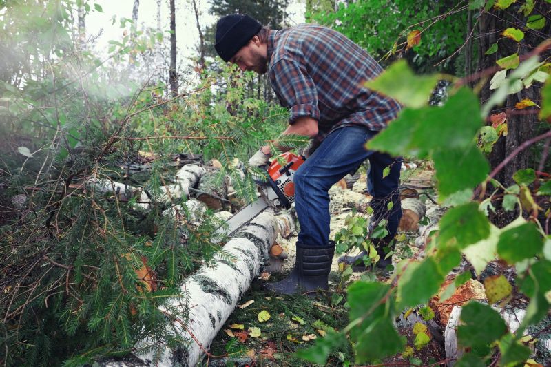 Spruce Tree Removal in Duluth, MN