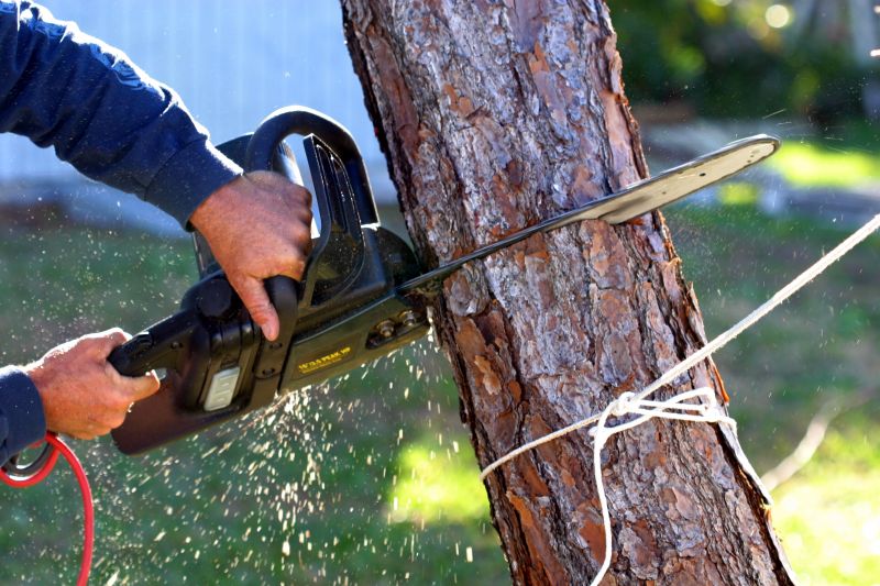 Spruce Tree Removal in Duluth, MN
