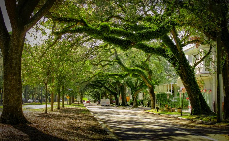 Tree Canopy Thinning in Reno, NV