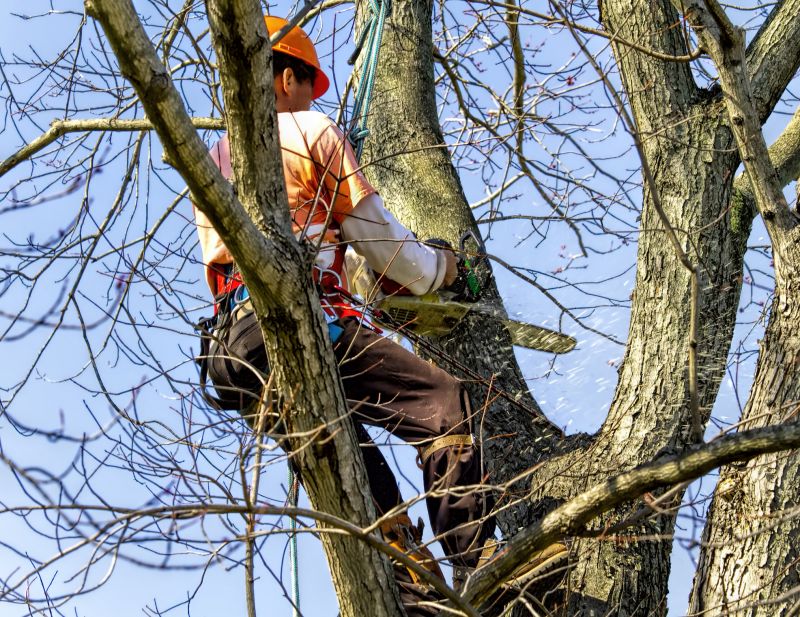 Tree Removal Service in Montgomery County, PA
