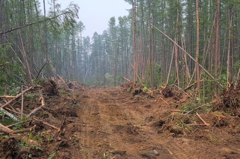 Underbrush Clearing in Cumming, GA