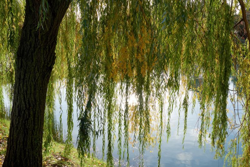 Willow Tree Removal in Bucks County, PA
