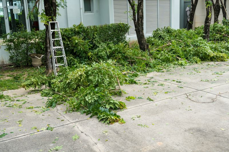 Willow Tree Removal in Bucks County, PA