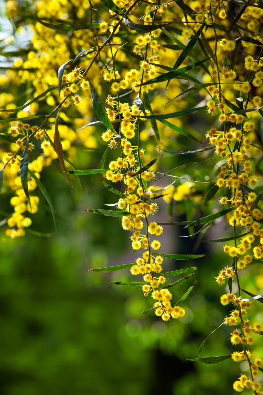 Decreases Pest Problems