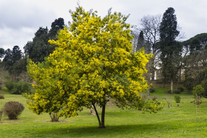 Improves Yard Appearance and Health